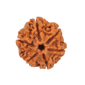 Rudraksha
